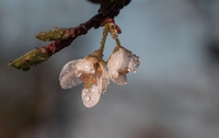ID005860.jpg