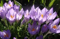 ID006093.jpg
