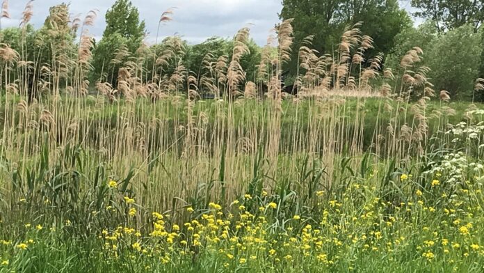 natuur