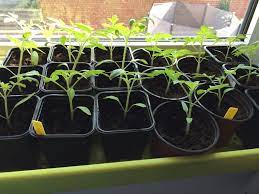 tomatenplant