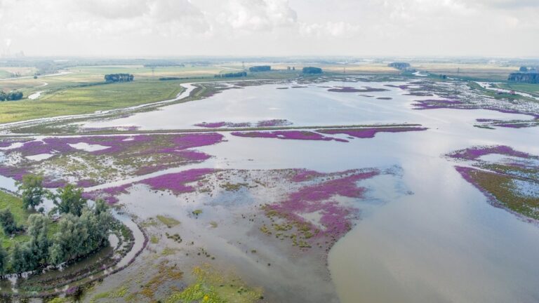 Staatsbosbeheer en Rijkswaterstaat werken samen in Noordwaard