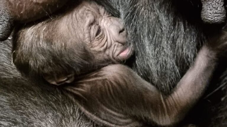 Gorillaatje onverwacht geboren in Blijdorp