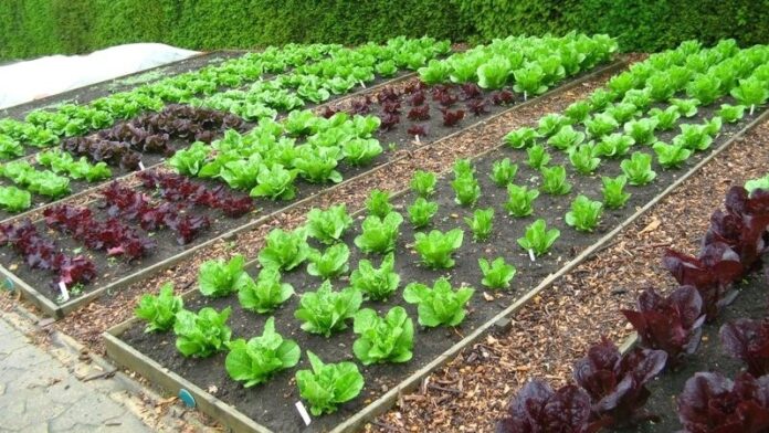 moestuin