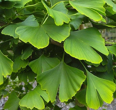 ginkgo-biloba-japanse-notenboom