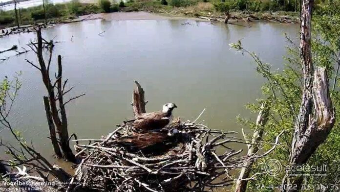 visarenden nest