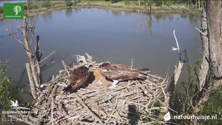 Kamikaze-eend bij nest visarenden