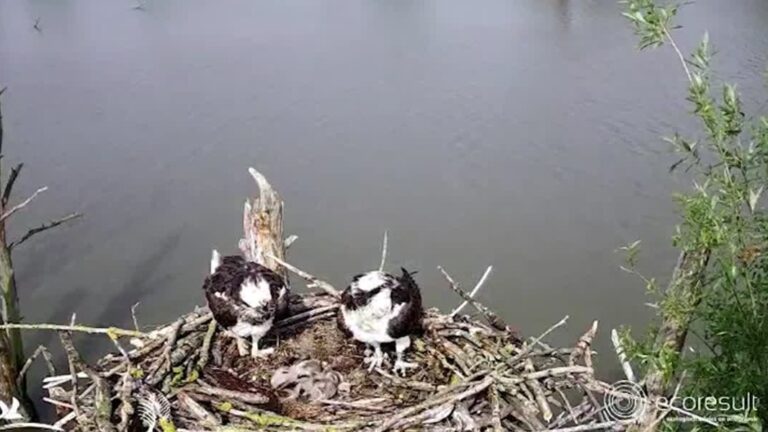 Ruzie in nest jonge visarenden