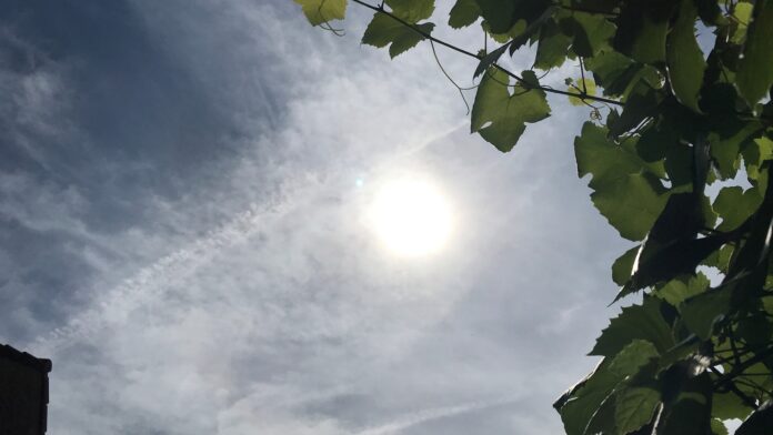 Zon
