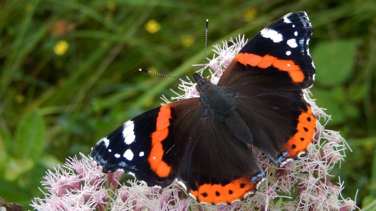 Doe mee met de tuinvlindertelling