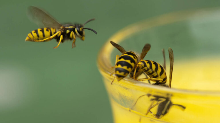 Nationale wespentelling 17 t/m 25 augustus: ‘Zijn er echt zo weinig wespen?’