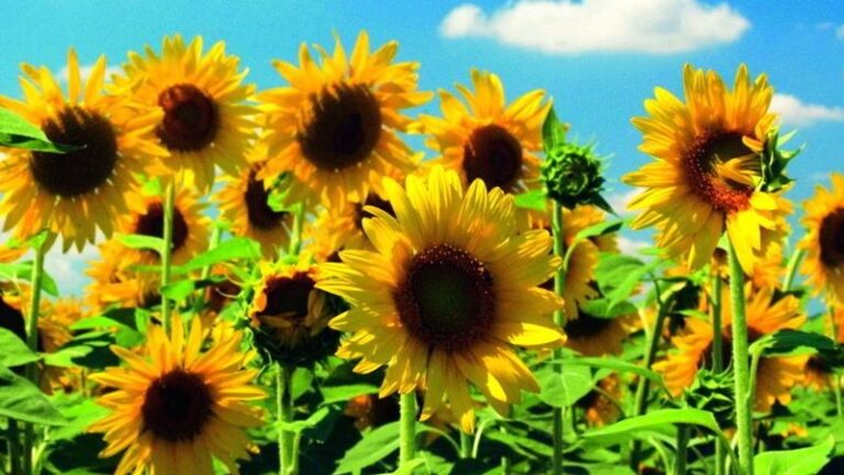 Boutdraaien bij speeltuinvereniging De Zonnebloem