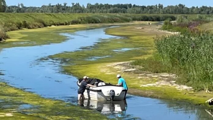 biesbosch laag water harm blom