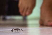 Bang voor spinnen? Maak je borst maar nat!