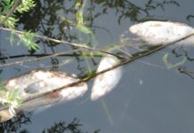 Waarschijnlijk botulisme aan de Staringlaan