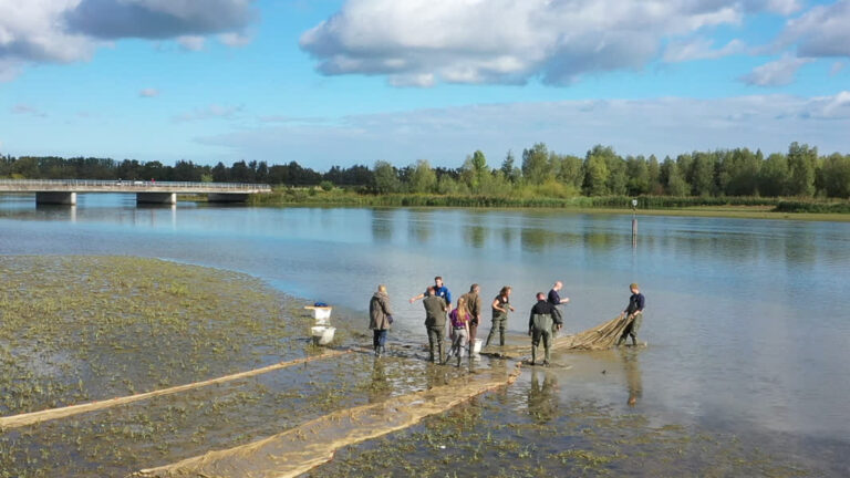 Biodiversiteit in Biesbosch neemt toe