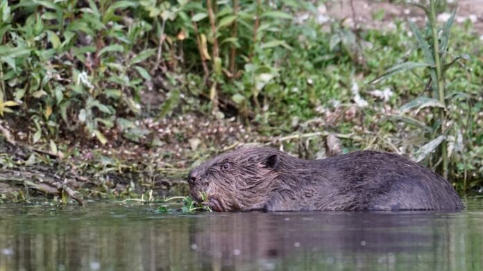 Bever