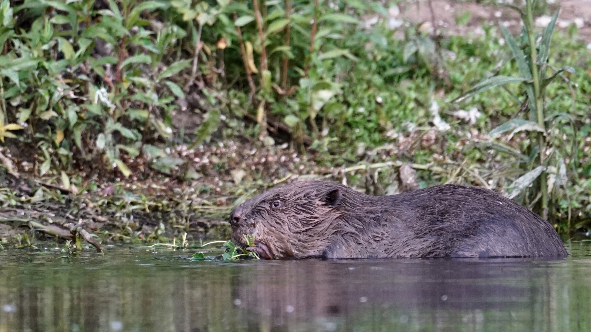 Lezing over bevers in Streeknatuurcentrum