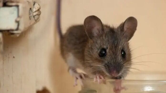 muis-verjagen