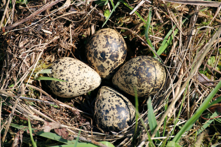 Lezing weidevogels en weidevogelbescherming