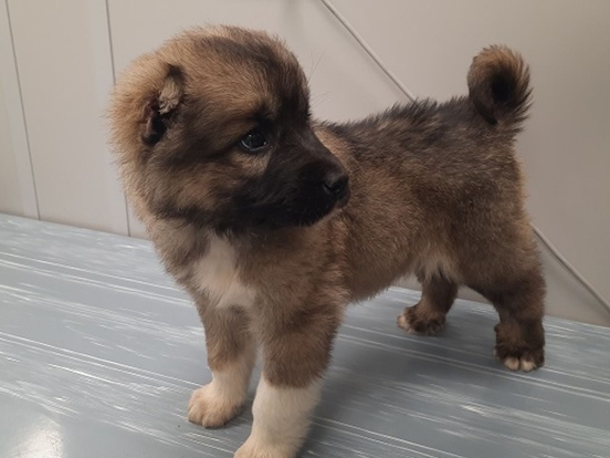 hondje