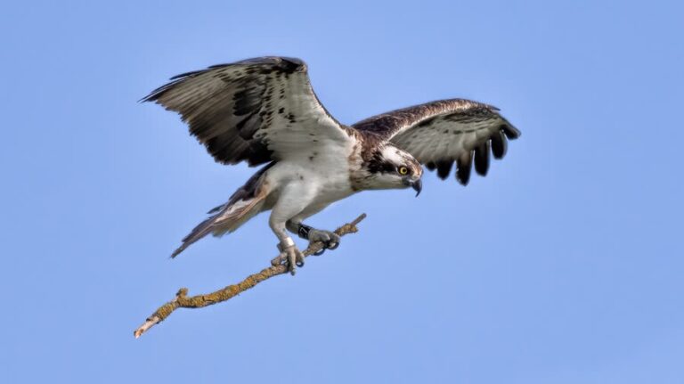 Eerste visarend vroeger dan ooit terug in Biesbosch