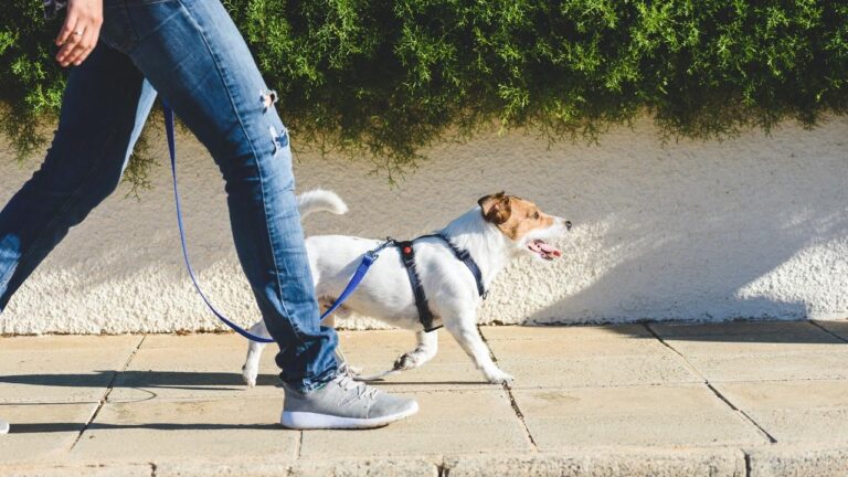 Primeur: 1e wandelgroep met kleine hondjes
