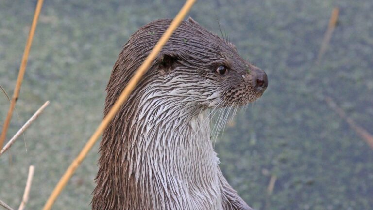 De toekomst van de otter in de Biesbosch: hoopvol, maar met obstakels