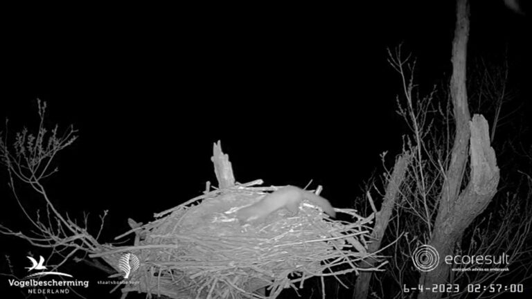 Boommarter vreet eieren op van gans die het oude nest van de visarend inpikte