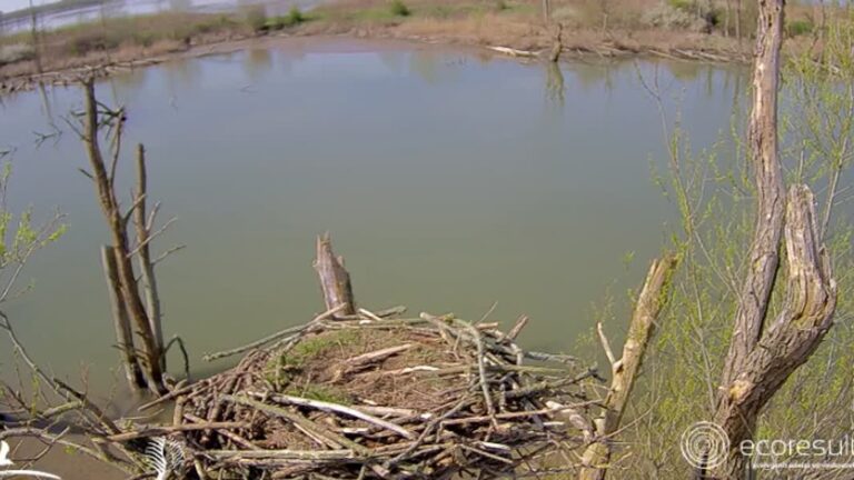 Soap rond visarendnest duurt voort: is de gans gevlogen?