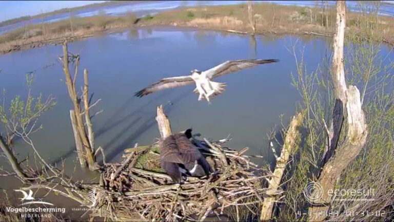 Ruzie in de Biesbosch