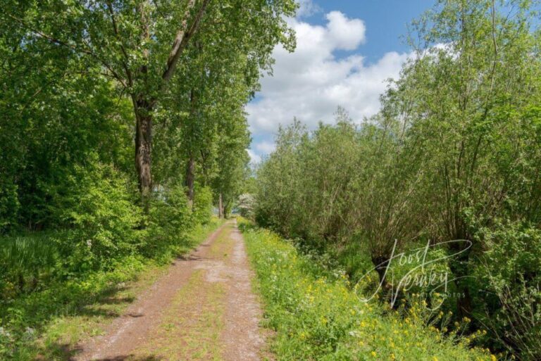 Alblasserbos bij Oud-Alblas afgesloten: scherven zonnecellen gevaarlijk voor dieren