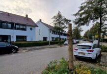 In vijf jaar tijd breken vijf bomen af in dezelfde straat: ‘Echt waaibomenhout’
