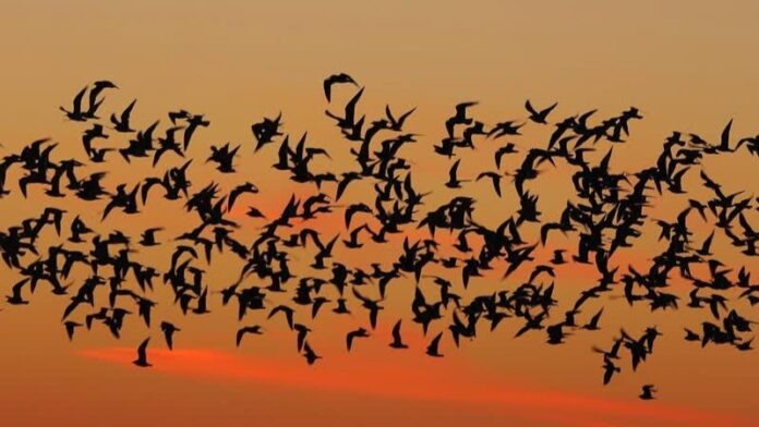 vogels