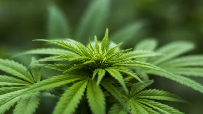 hennep plant rtvd