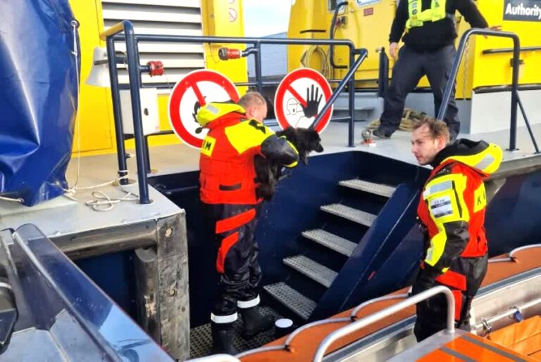 Hond gered uit koud water