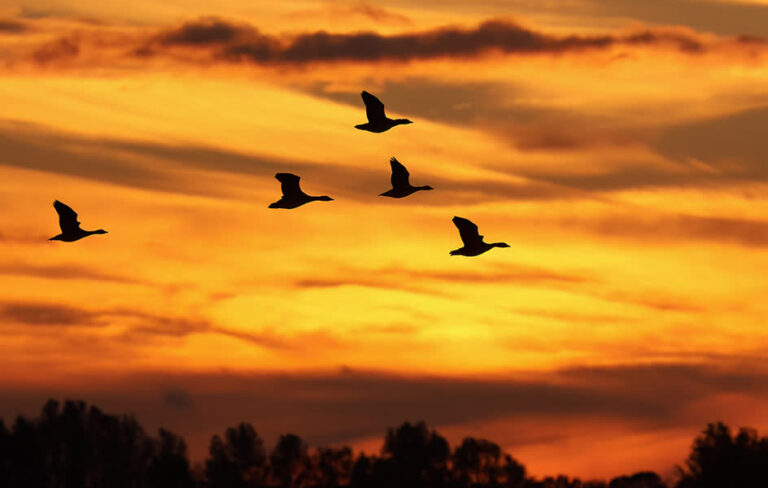 Steeds meer vogels overnachten in de Biesbosch
