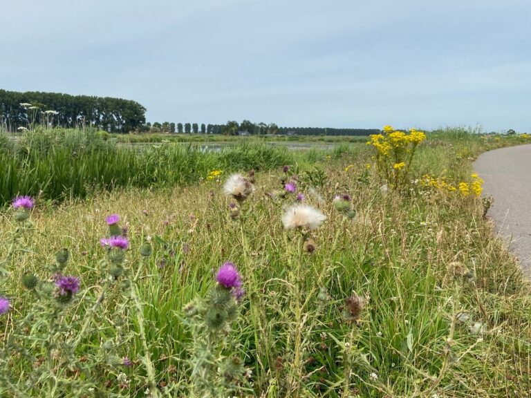 Staatsbosbeheer deelt boetes uit in Biesbosch