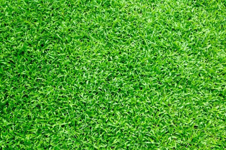 5 tips voor het kopen van graszoden 