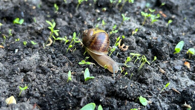 Last van slakken in de tuin? Dit zijn zes manieren om ervan af te komen