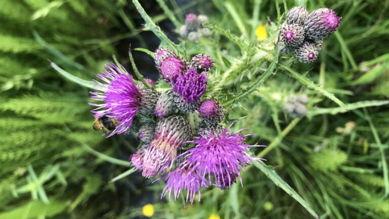 Wandelingen in de educatieve Heemtuin in het Alblasserbos