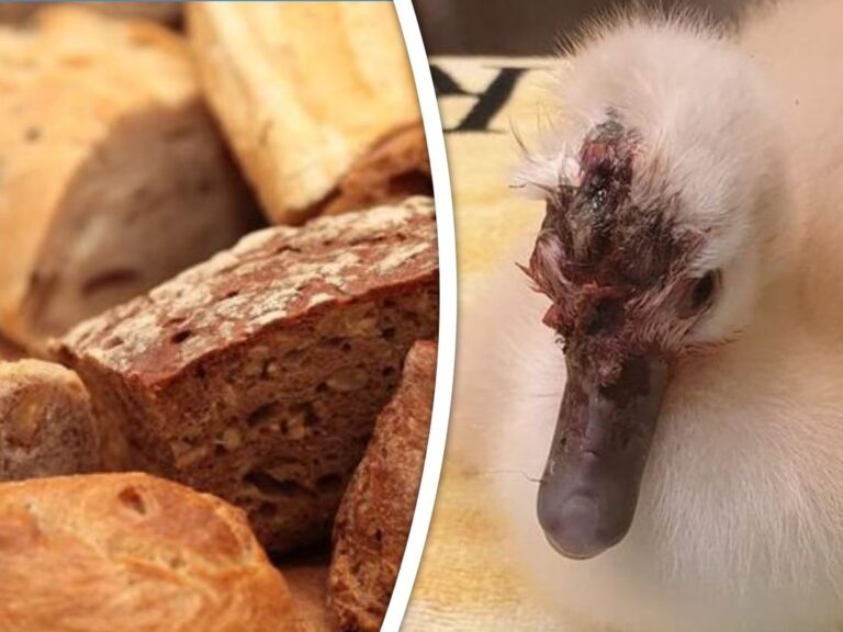 Zwaantjes sterven vreselijke dood door het voeren van brood