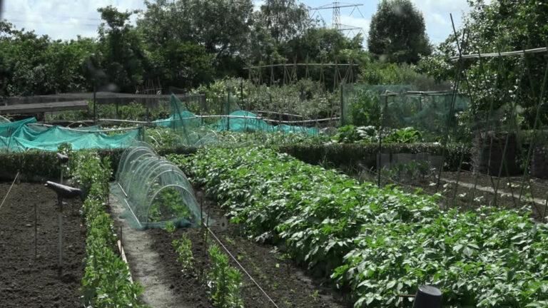 Schoonmaakproef PFAS-moestuinen in Papendrecht, Sliedrecht en Molenlanden