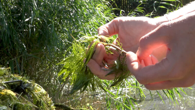 Waterschap Rivierenland bestrijdt invasieve waterplant cabomba