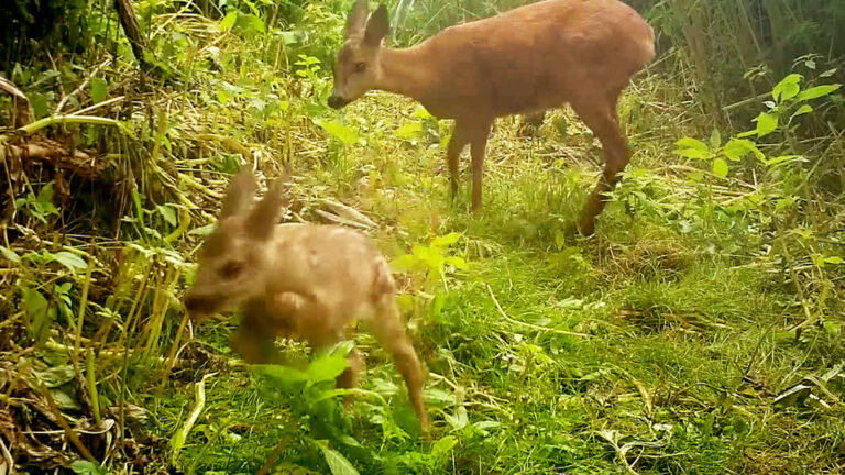 Pasgeboren reekalf gespot door camera in Dordtse Biesbosch