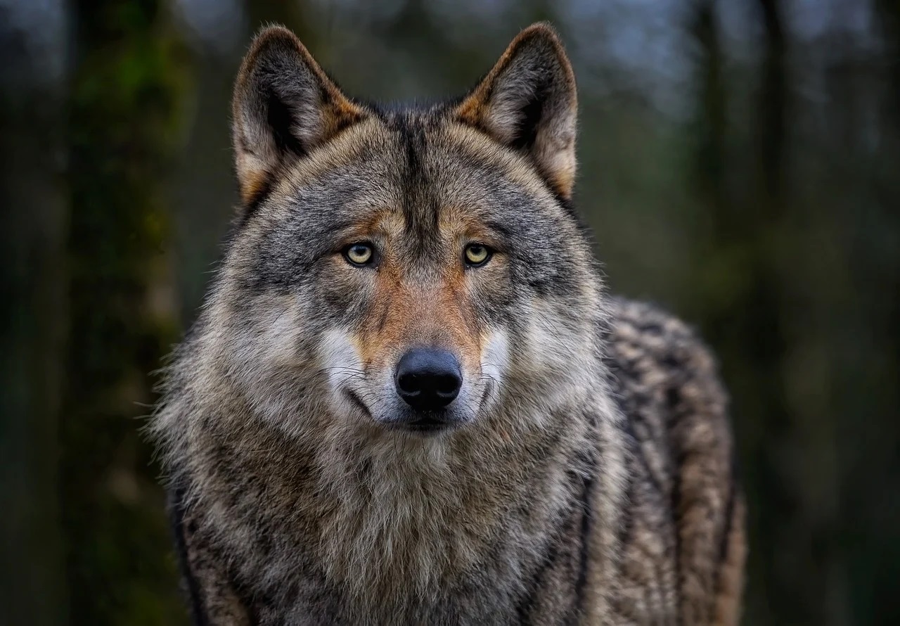 Voor het eerst wolf gesignaleerd in Zuid-Holland