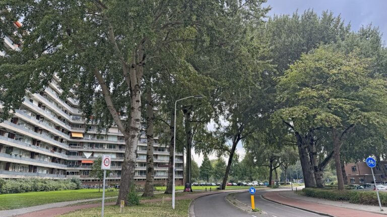 Zes populieren aan Vrijheer van Eslaan uit voorzorg gekapt