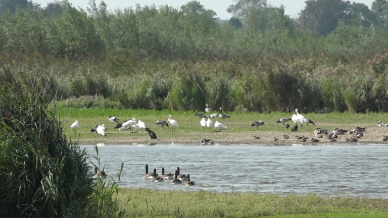 Uitbreiding Nieuwe Dordtse Biesbosch: natuuroevers, graslanden en duizenden kilo’s grond