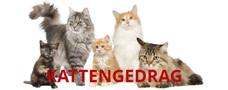 Elke kat is uniek!
