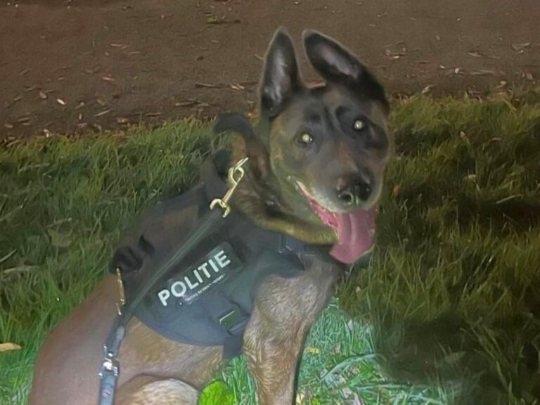 Politiehond Arco pakt ‘babbelaar’