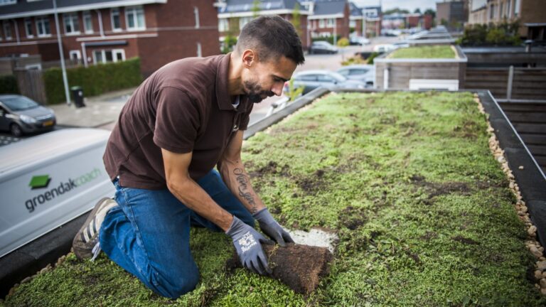 Uw dak vergroenen? Gemeente helpt inwoners graag op weg